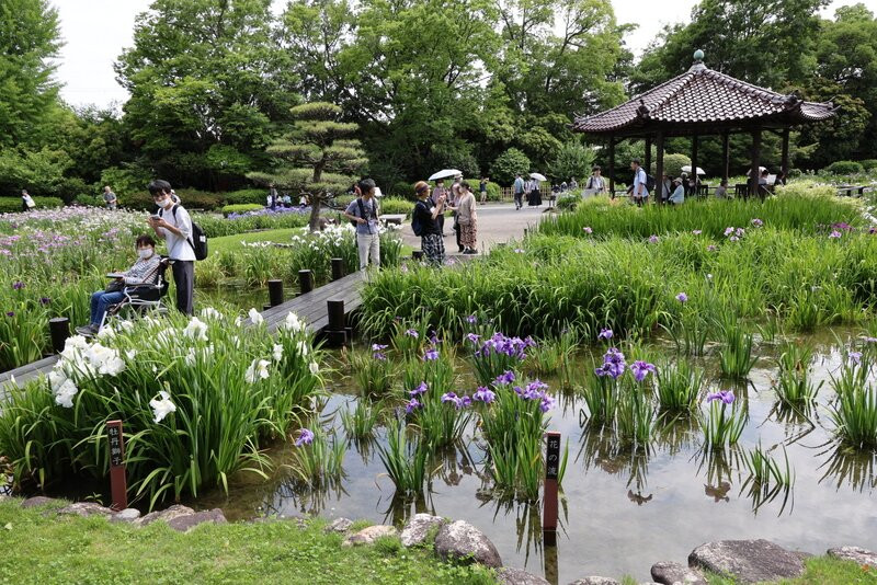 城北公园菖蒲园-大阪市必去景点