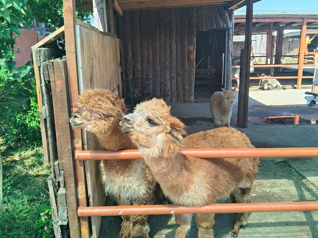 Camel Park Sunny Beach-拉夫达必去景点
