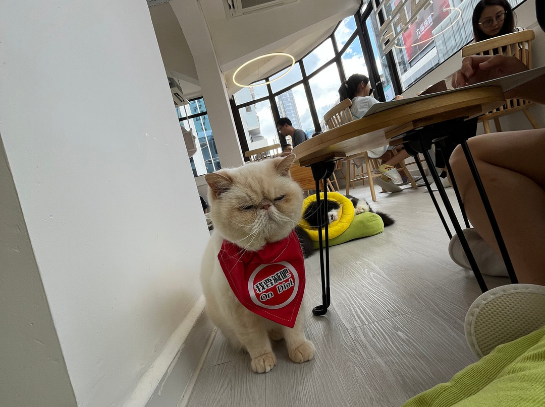 猫之茶房-香港必去景点