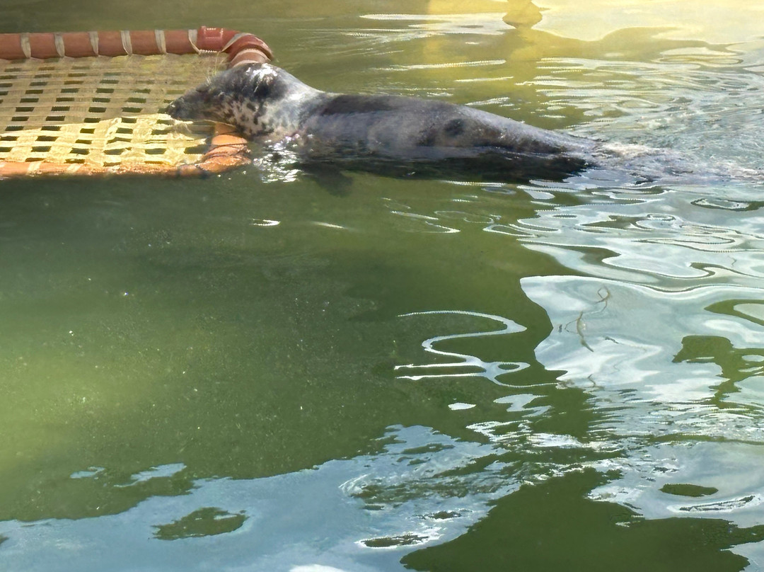 Cornish Seal Sanctuary-Gweek必去景点