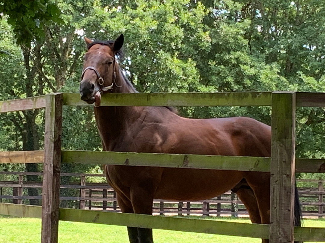 Irish National Stud & Gardens-Tully必去景点