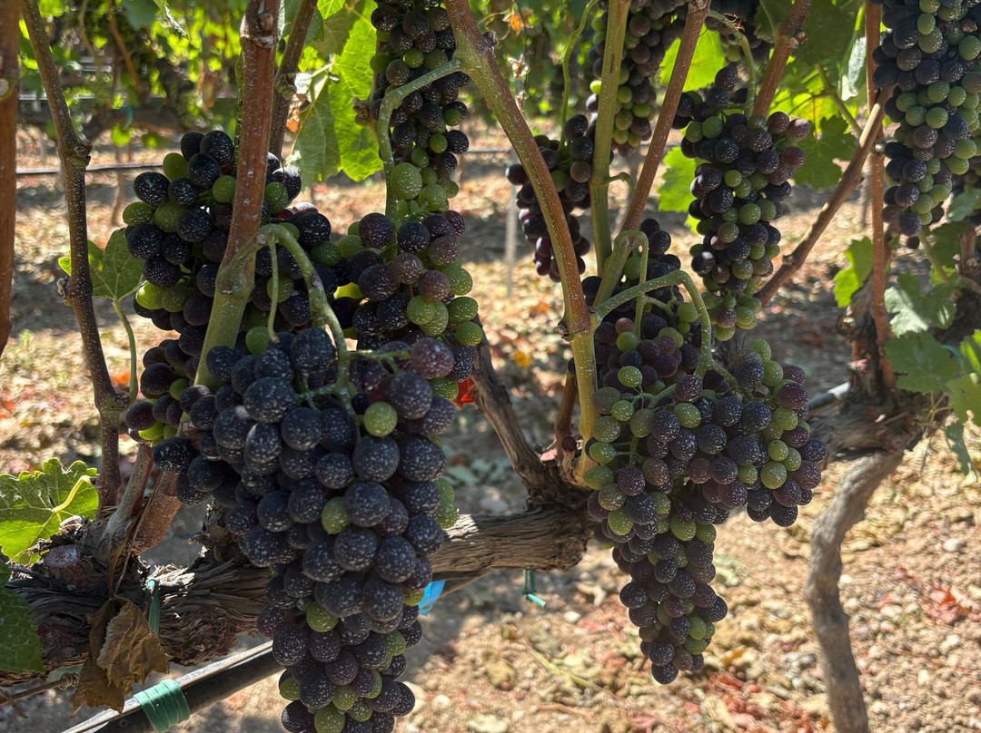 Petra Marinou Winery-Linopotis必去景点