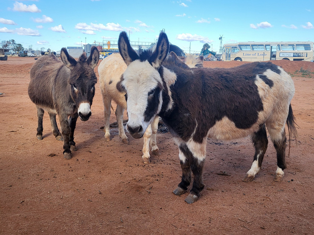 Silverton Outback Camels-Silverton必去景点