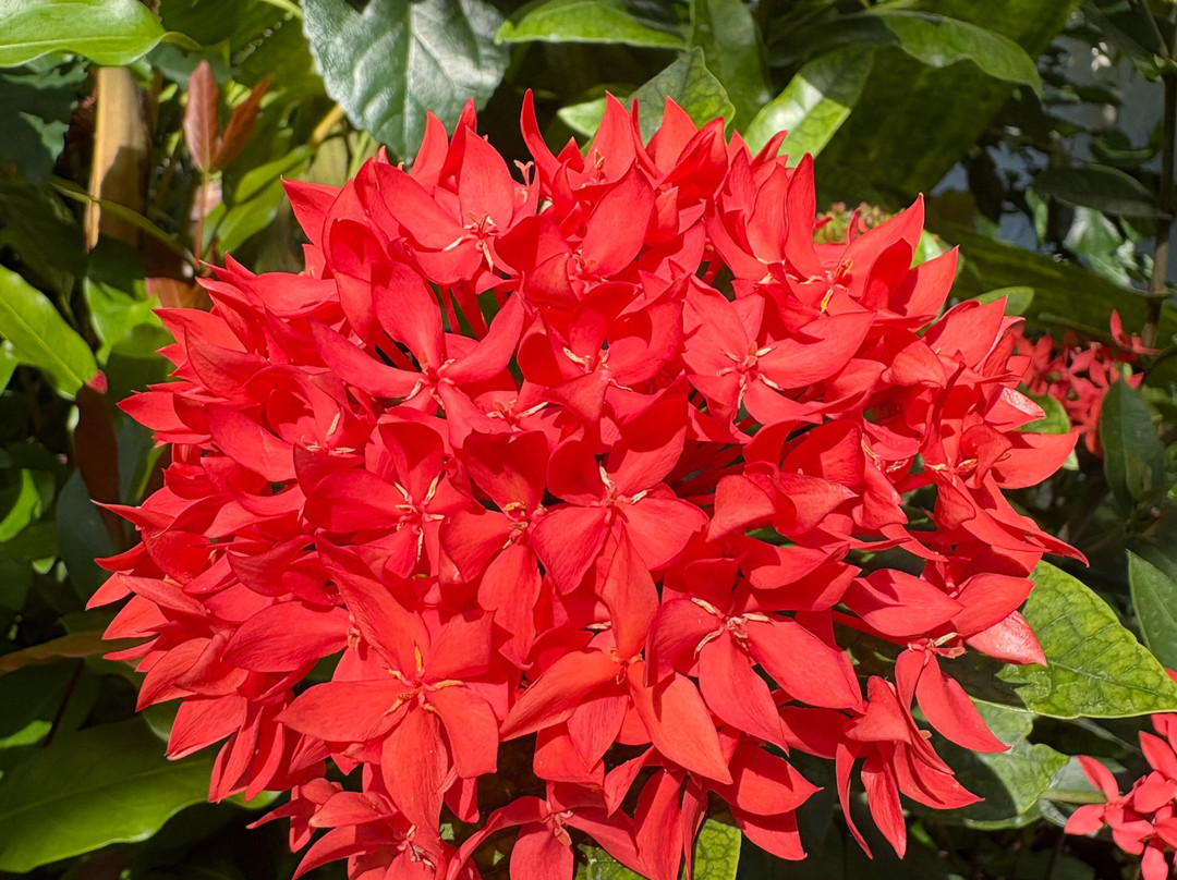 Winter Garden Auckland Domain-奥克兰中心地区必去景点