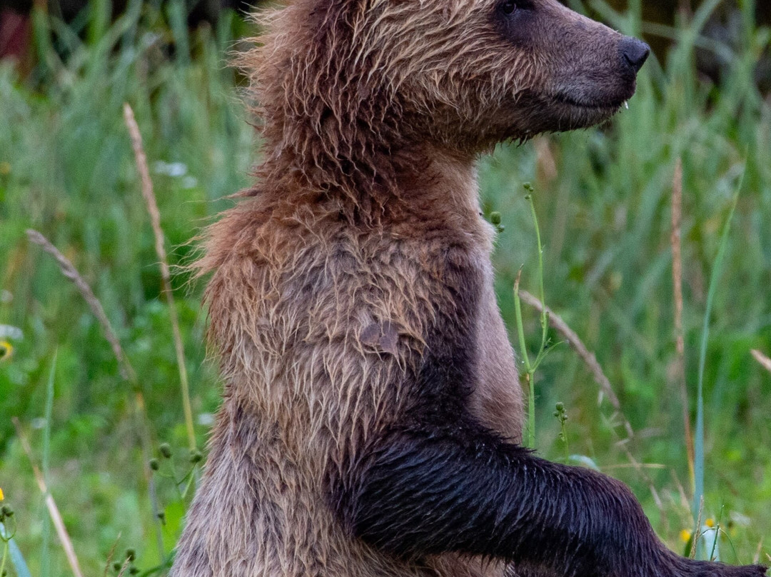 Tide Rip Grizzly Tours-Telegraph Cove必去景点