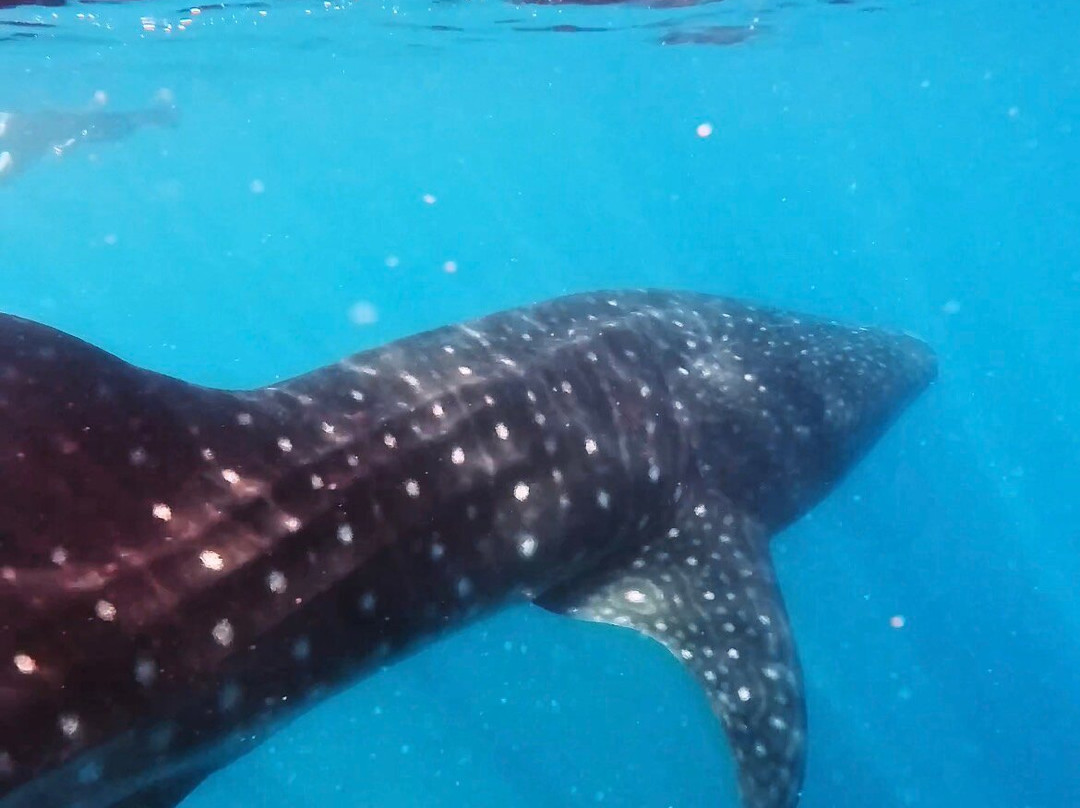 SAFARI, DRIVE & DIVE TOURS-Inhambane必去景点