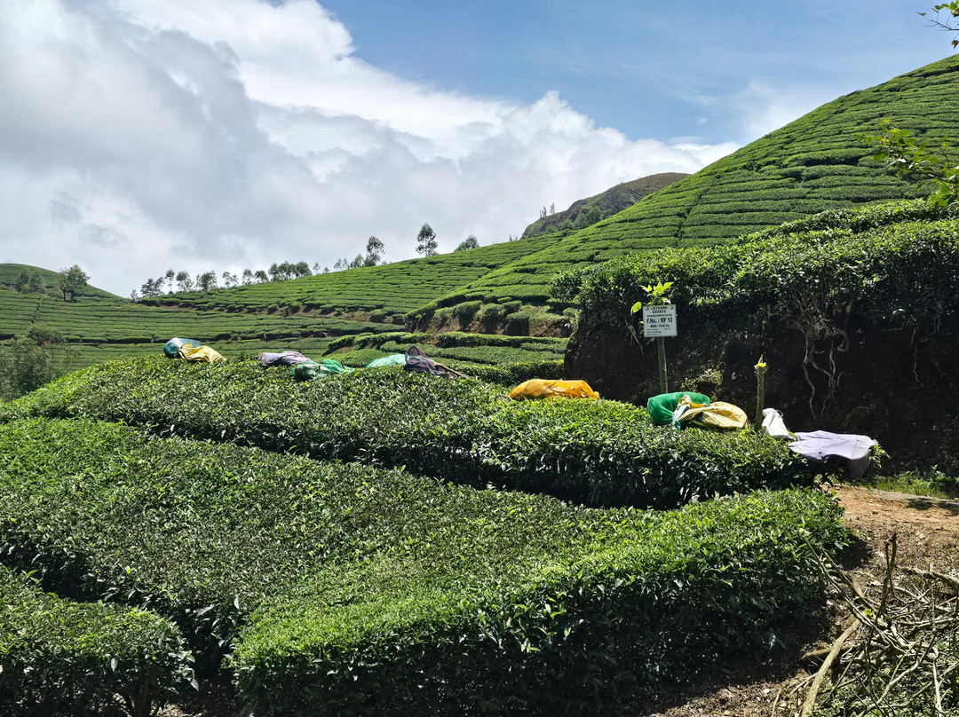 Munnar Hiking Trails-慕那尔必去景点
