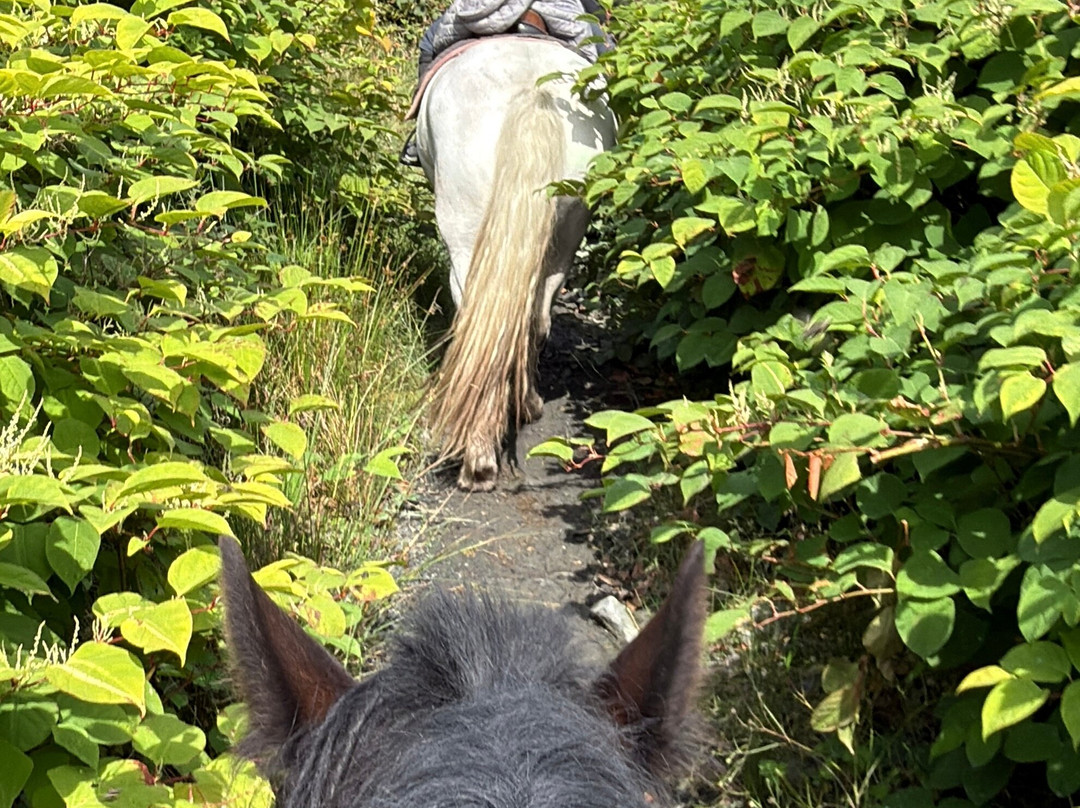Mountain View Horse Riding Centre-Lisdoonvarna必去景点