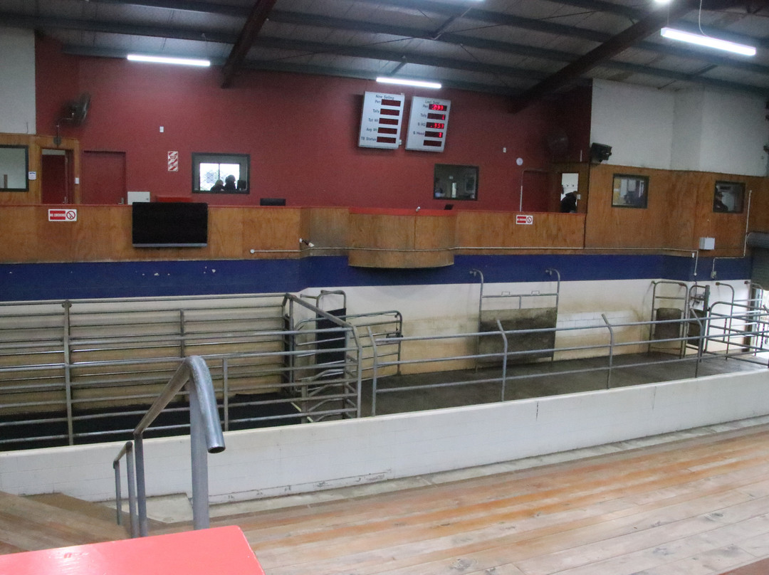 Feilding Saleyards Guided Tour-Feilding必去景点
