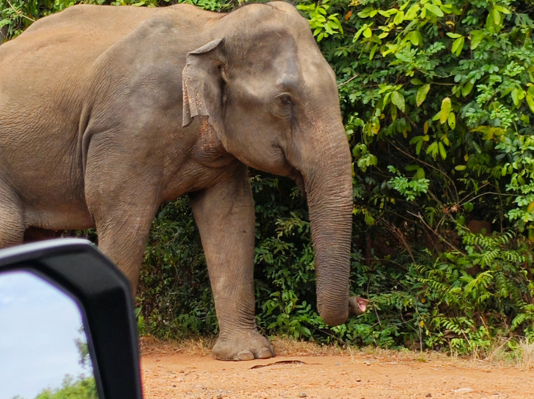Dim Tours Sri Lanka-班托塔必去景点