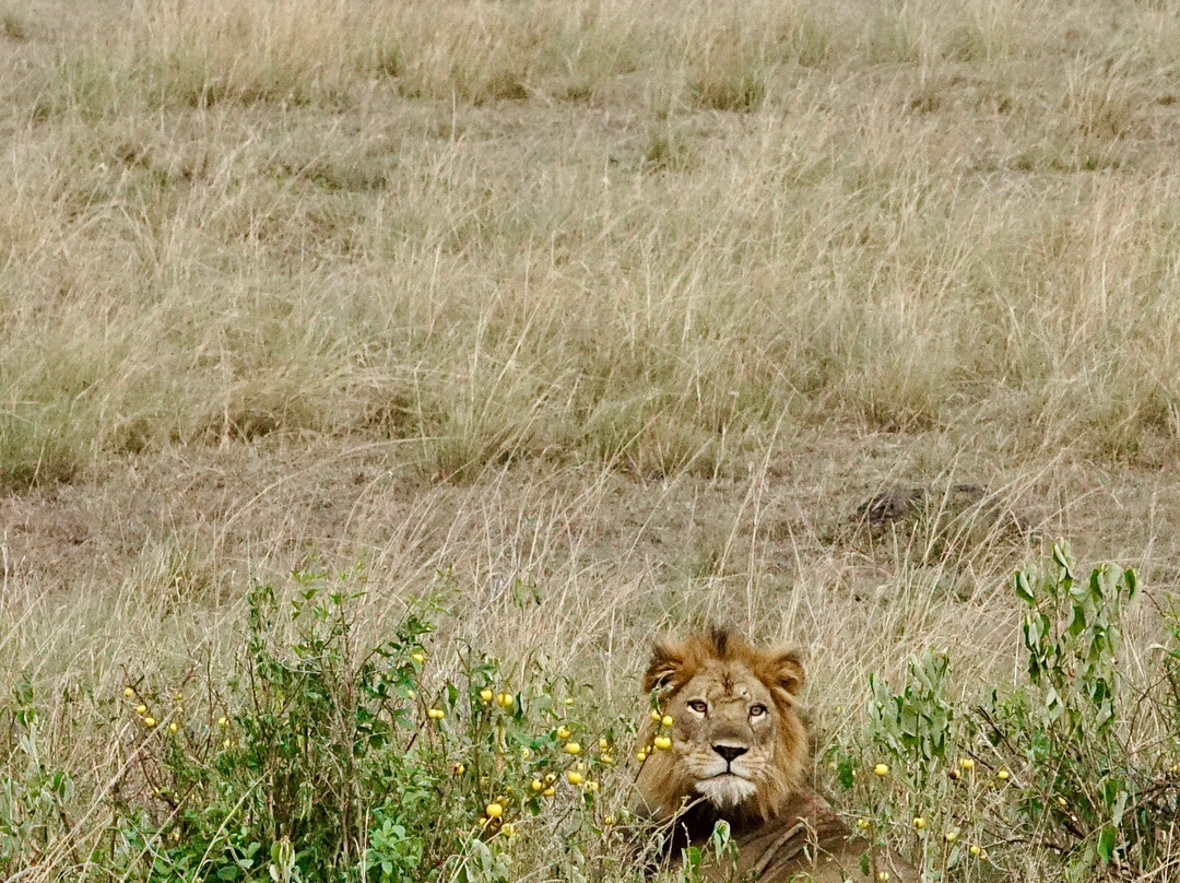 Irembo Africa Safaris Ltd-坎帕拉必去景点