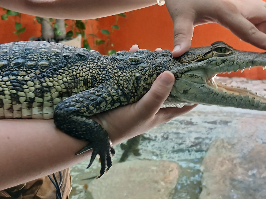 Croco Cun Zoo-从莫雷洛斯港必去景点