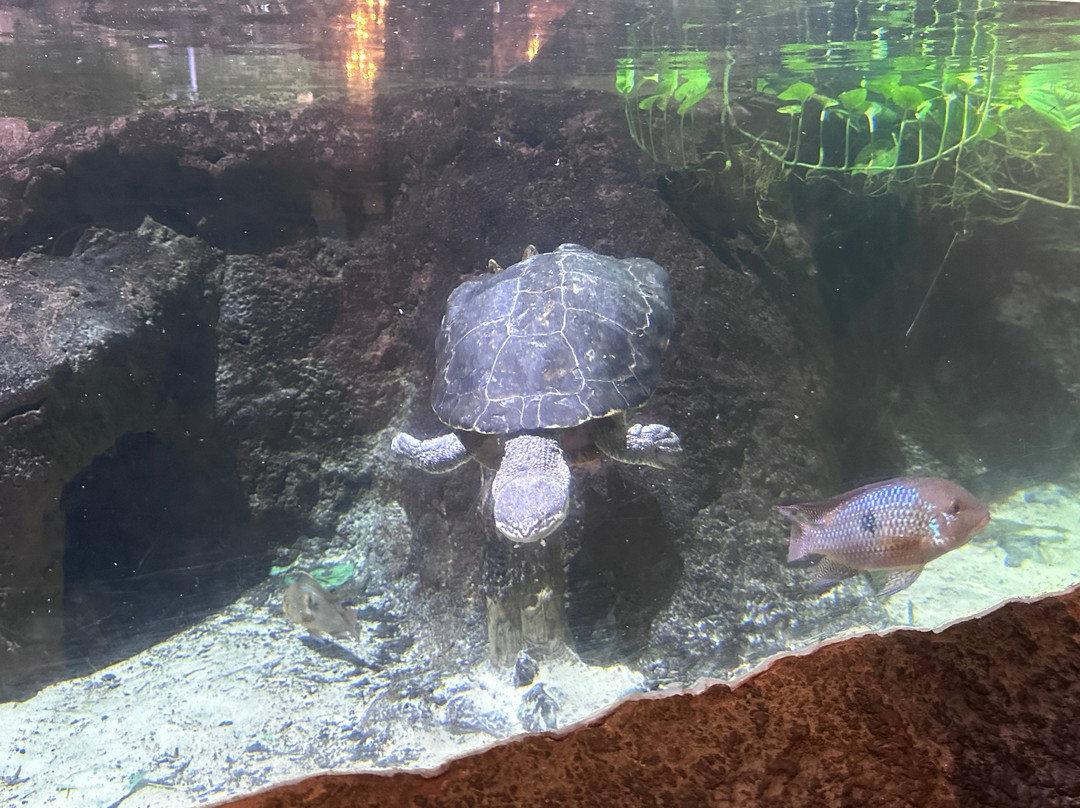 Blue Planet Aquarium-埃尔斯米尔港必去景点