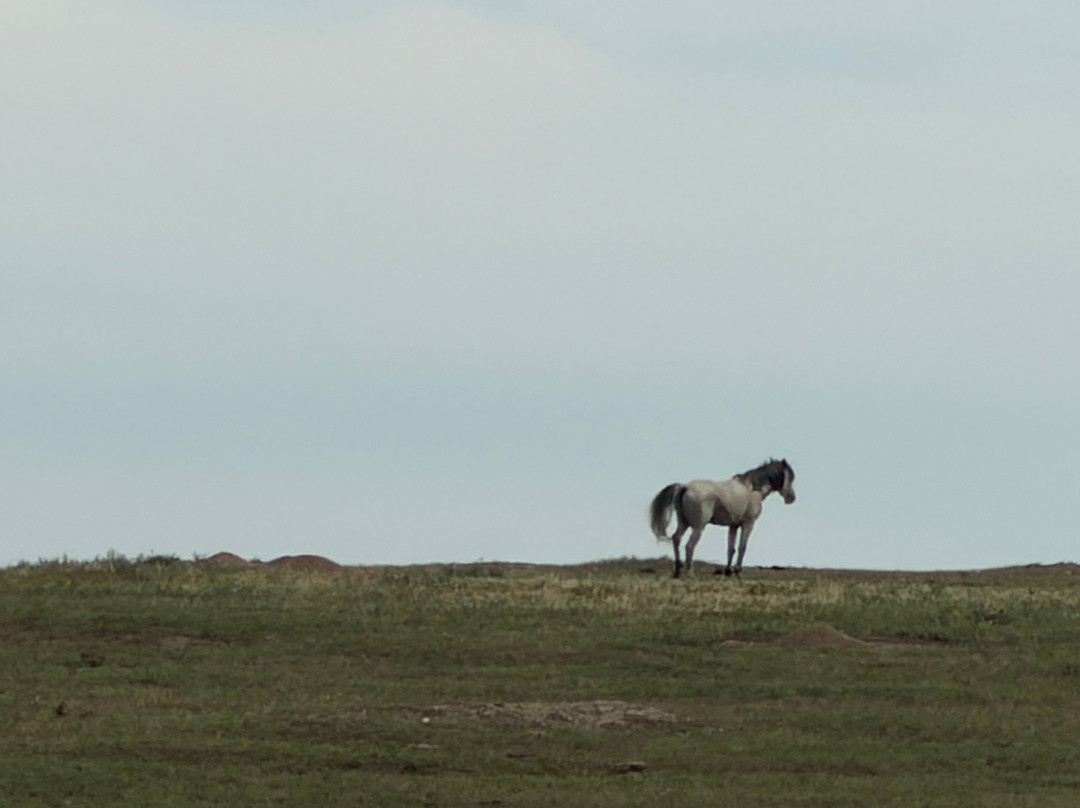 Theodore Roosevelt National Park-Medora必去景点
