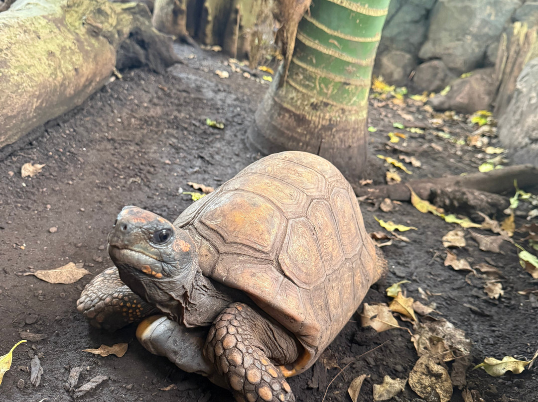 Paignton Zoo Environmental Park-佩恩顿必去景点