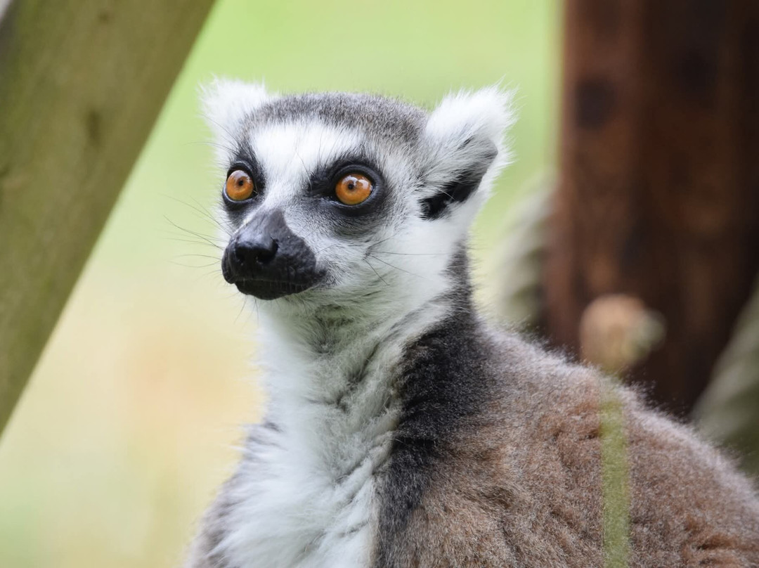 Manor Wildlife Park-St. Florence必去景点