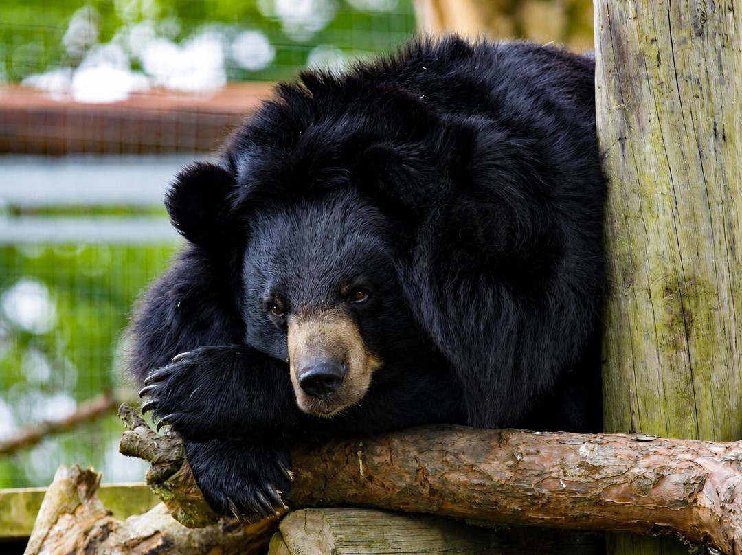 Manor Wildlife Park-St. Florence必去景点