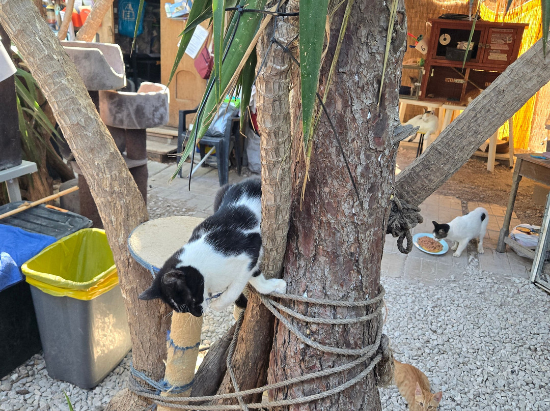 Kallithea Cats-Kallithea必去景点