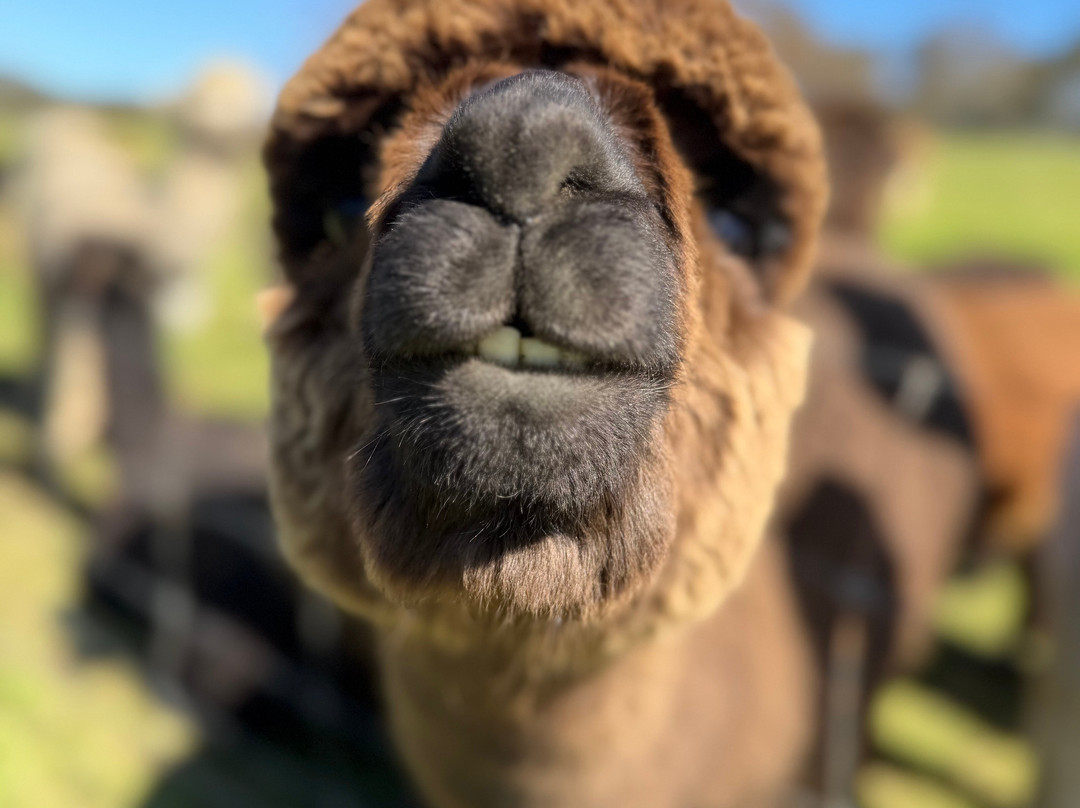 Softfoot Farm & Wildlife Park-Hindmarsh Valley必去景点