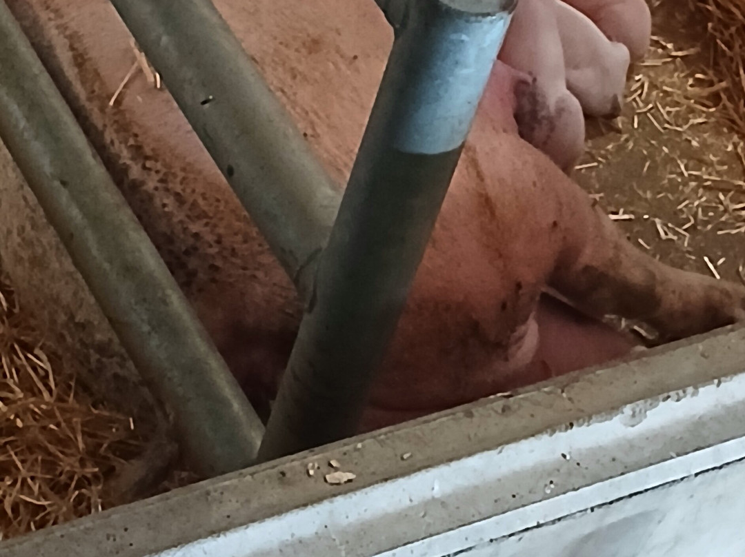 Cannon Hall Farm-Cawthorne必去景点