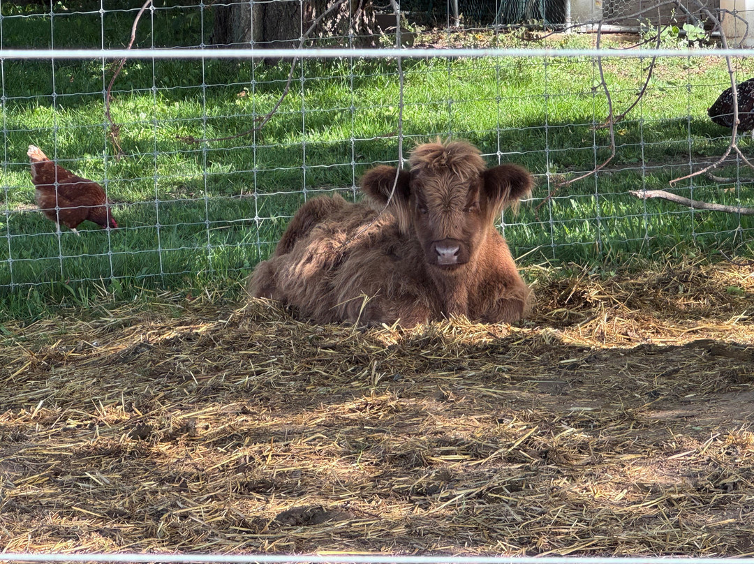 Udderly Ridiculous Farm Life-Blandford-Blenheim必去景点