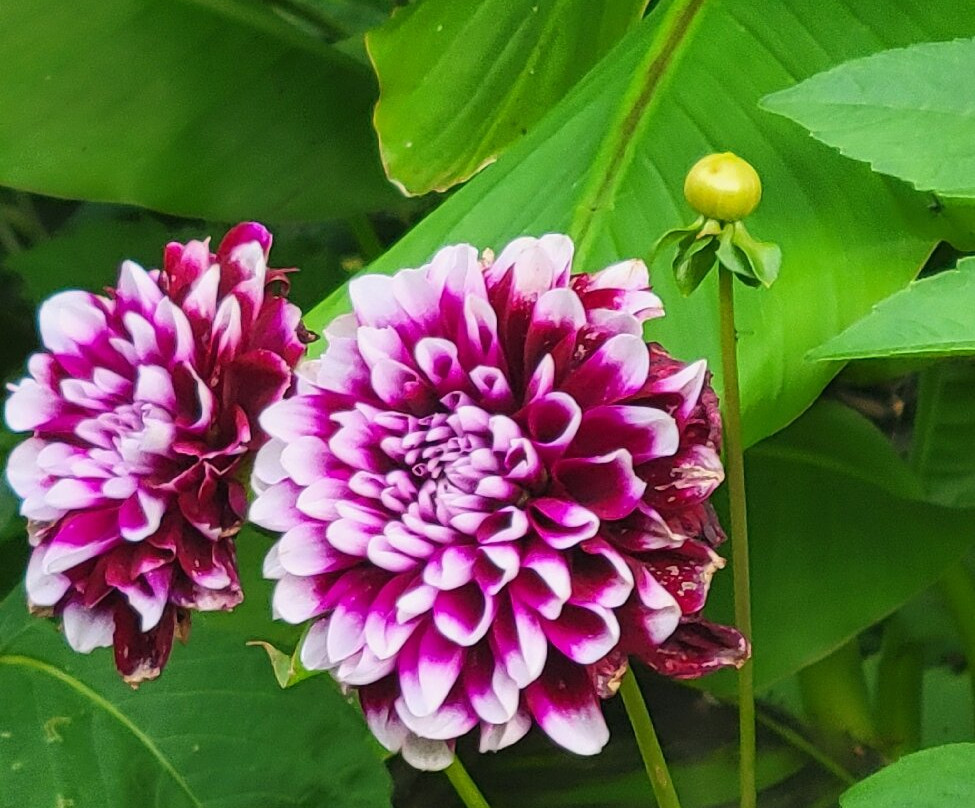 Terra Nova Garden-Kilmallock必去景点