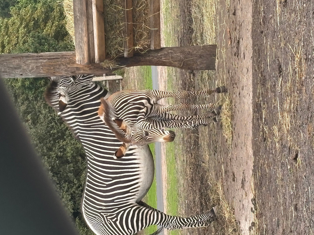 West Midlands Safari Park-Bewdley必去景点