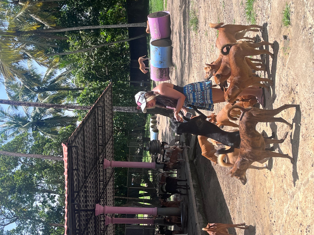 Animal SOS Sri Lanka-阿杭玛必去景点