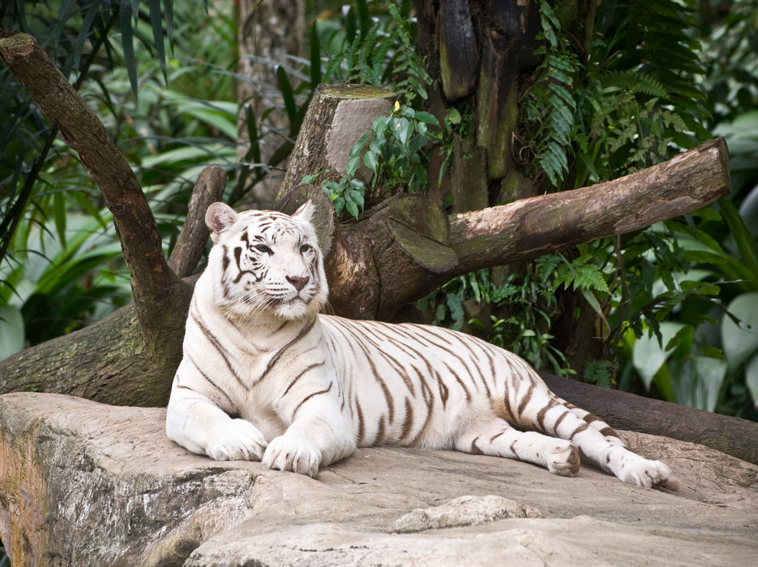 Great Cats World Park-凯夫章克申必去景点