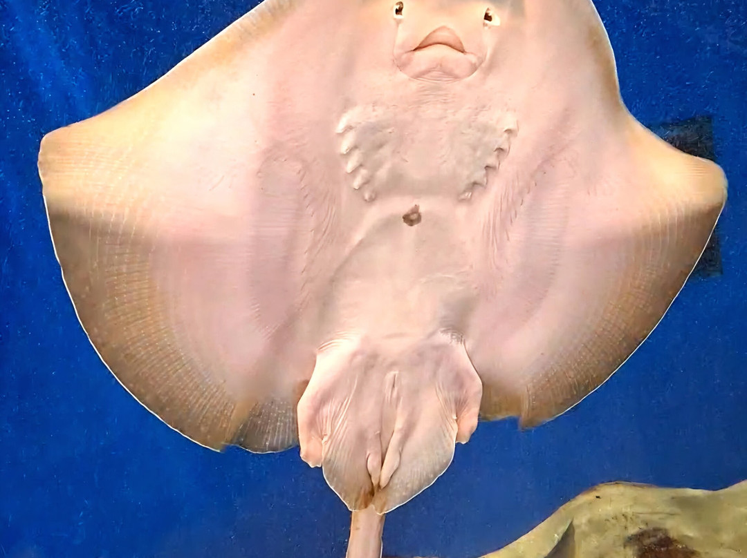 Aquarium Oniria-卡内鲁西永必去景点