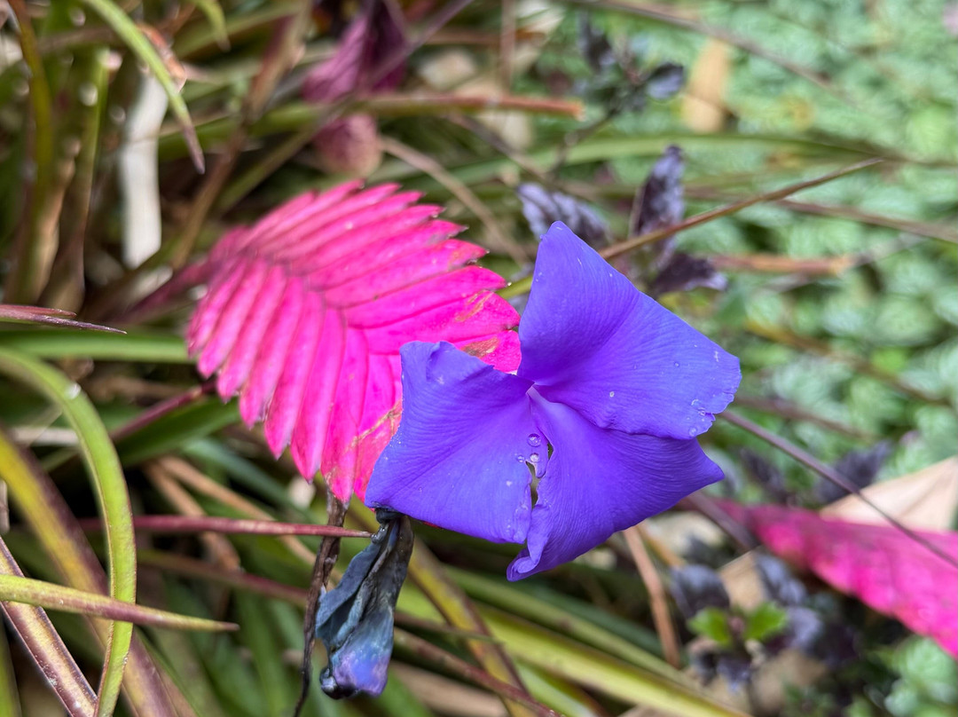 Finca Dracula-Cerro Punta必去景点