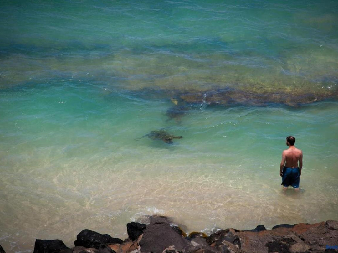 Yonegan Central Maui Getaways