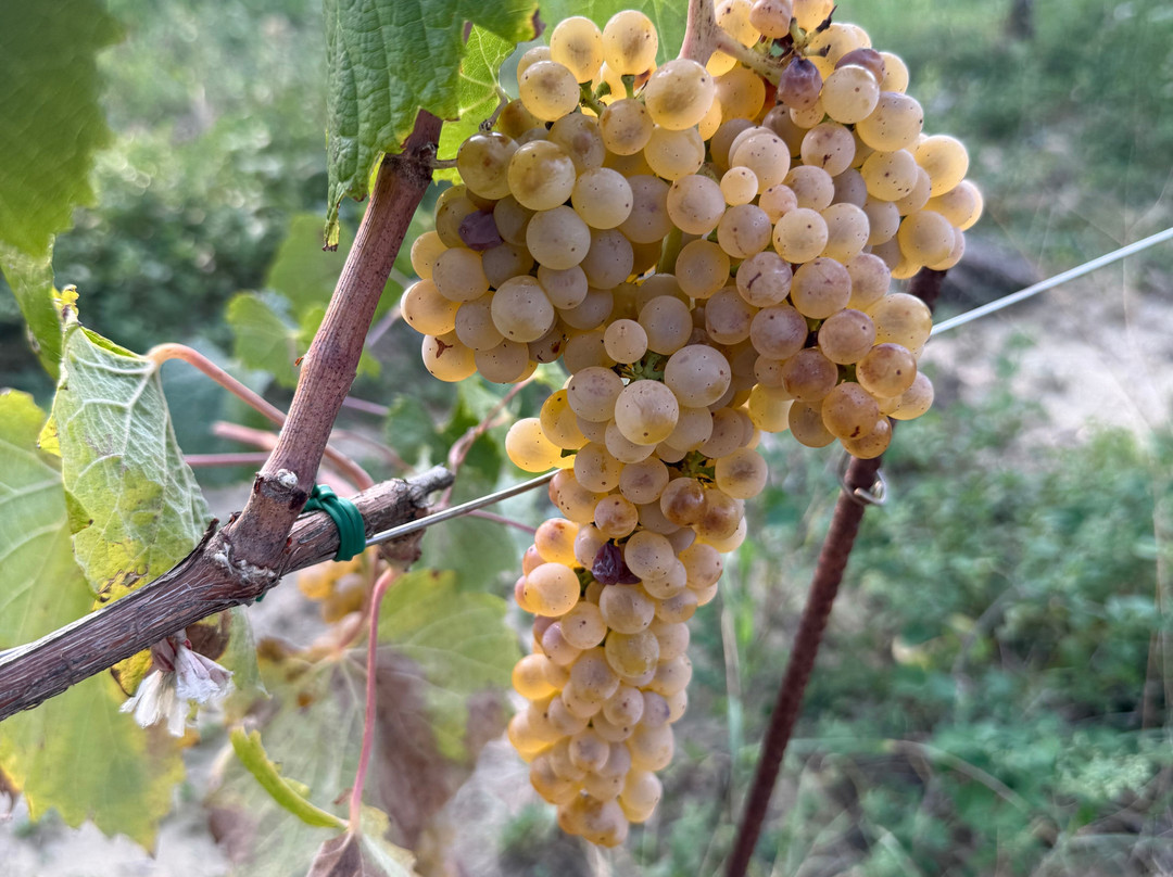 Tenuta Golo - Luxury Vineyard Suites in Montepulciano主图