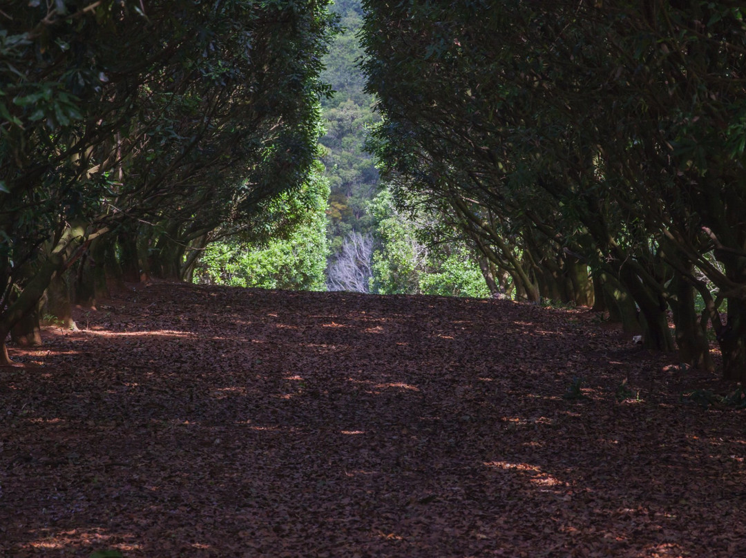 Duck Creek Macadamias - Farm Visits & Farm Gate Chocolate Sales景点图片