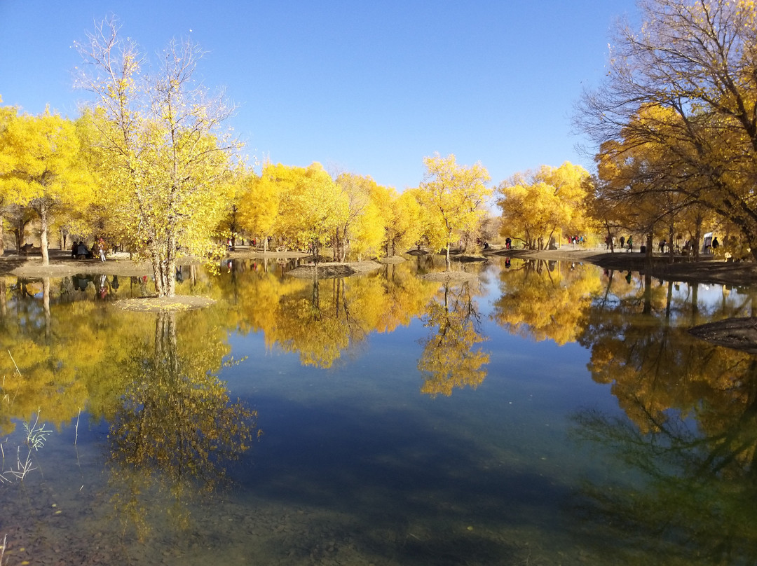 东风胡杨林露营公园主图