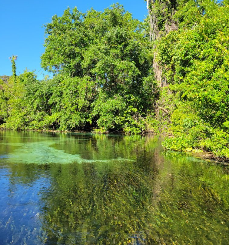 Weeki Wachee Kayaking景点图片