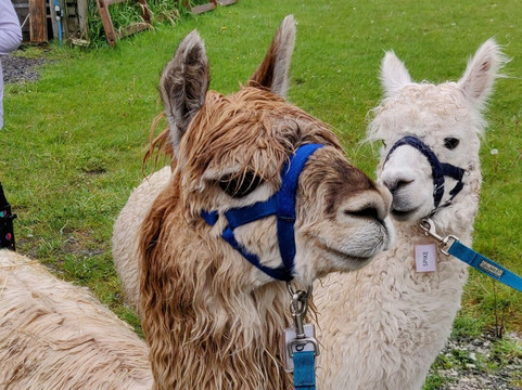 Oakmere Alpacas-Oakmere必去景点