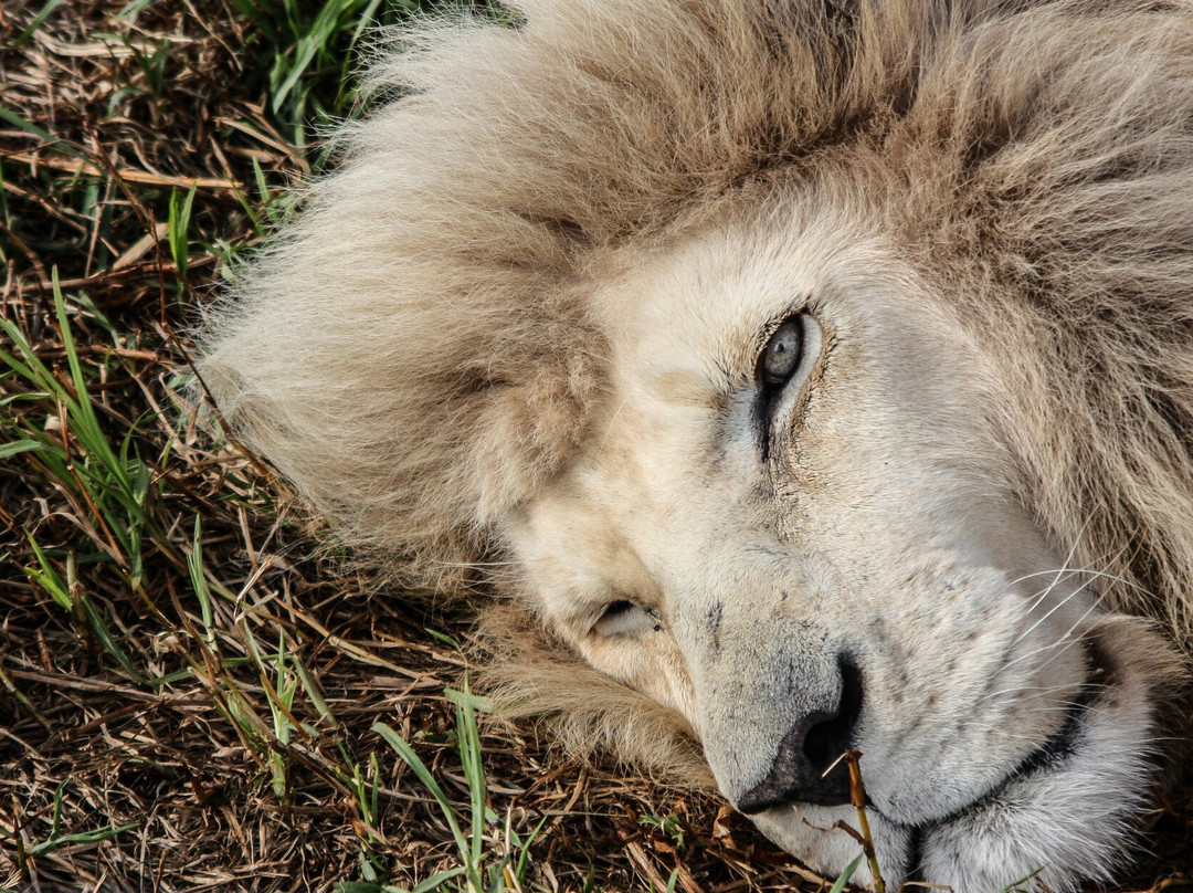 Seaview Lion Park-伊丽莎白港必去景点