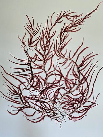 Corinna Kaufman Seaweed Art Gallery景点图片