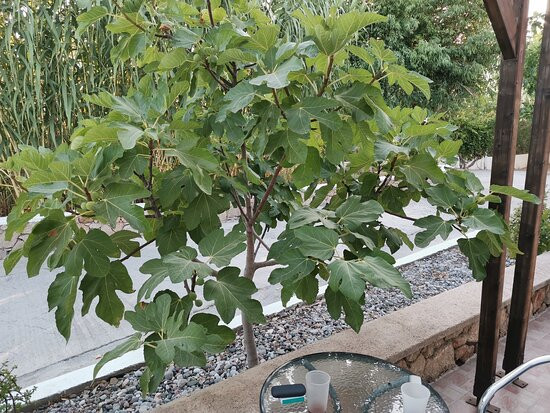 Sun Beach Lindos Hotel主图