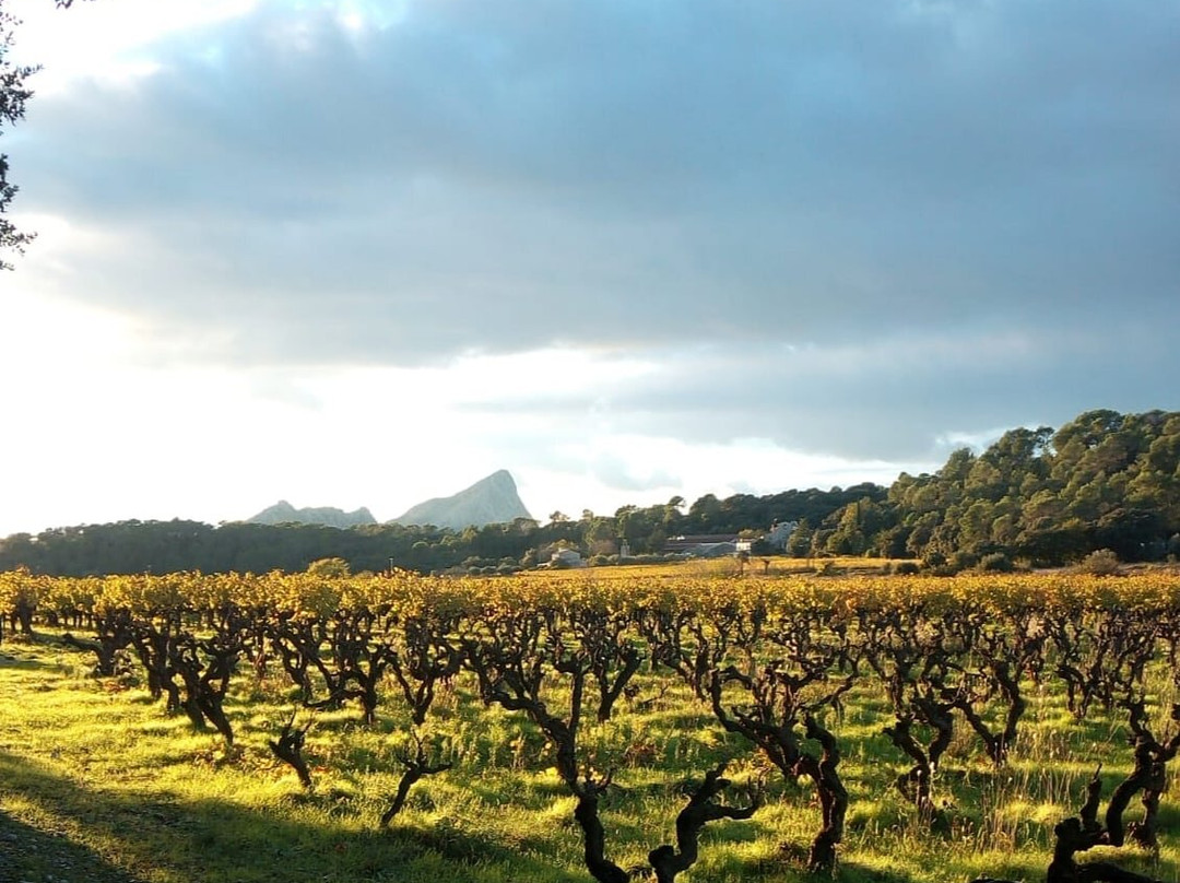 Domaine De La Vieille-Saint-Mathieu-de-Treviers必去景点
