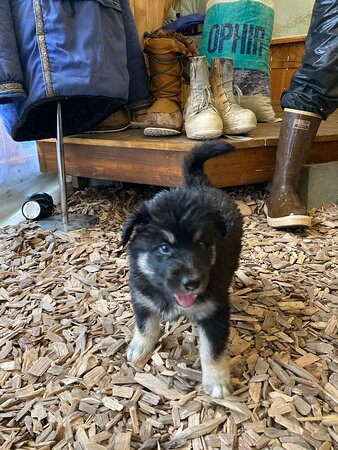 Trail Breaker Kennel-费尔班克斯必去景点