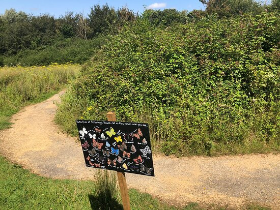 Pulborough Brooks RSPB景点图片