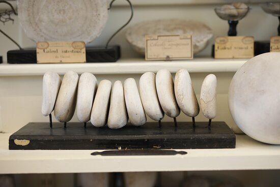 Fragonard Museum of the Maisons-Alfort Veterinary School-迈松阿尔福必去景点