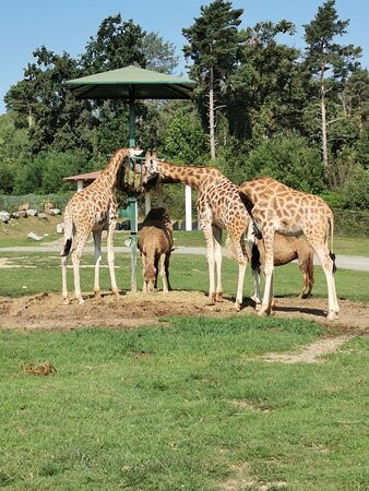 Safari Park景点图片