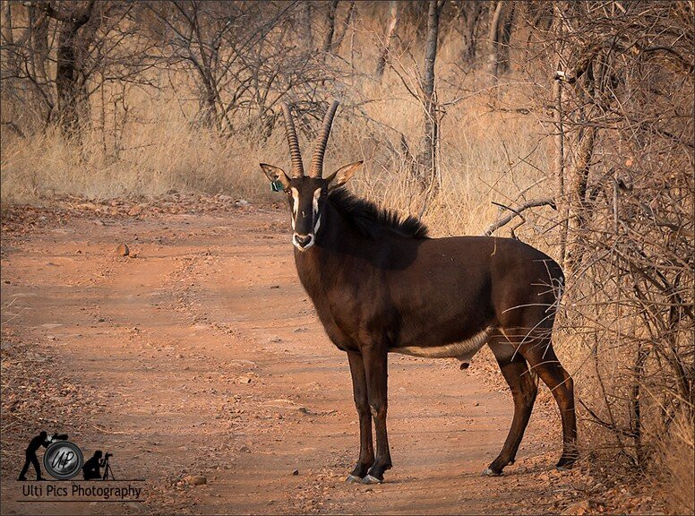 Mount Marula Game Lodge - Tambotie