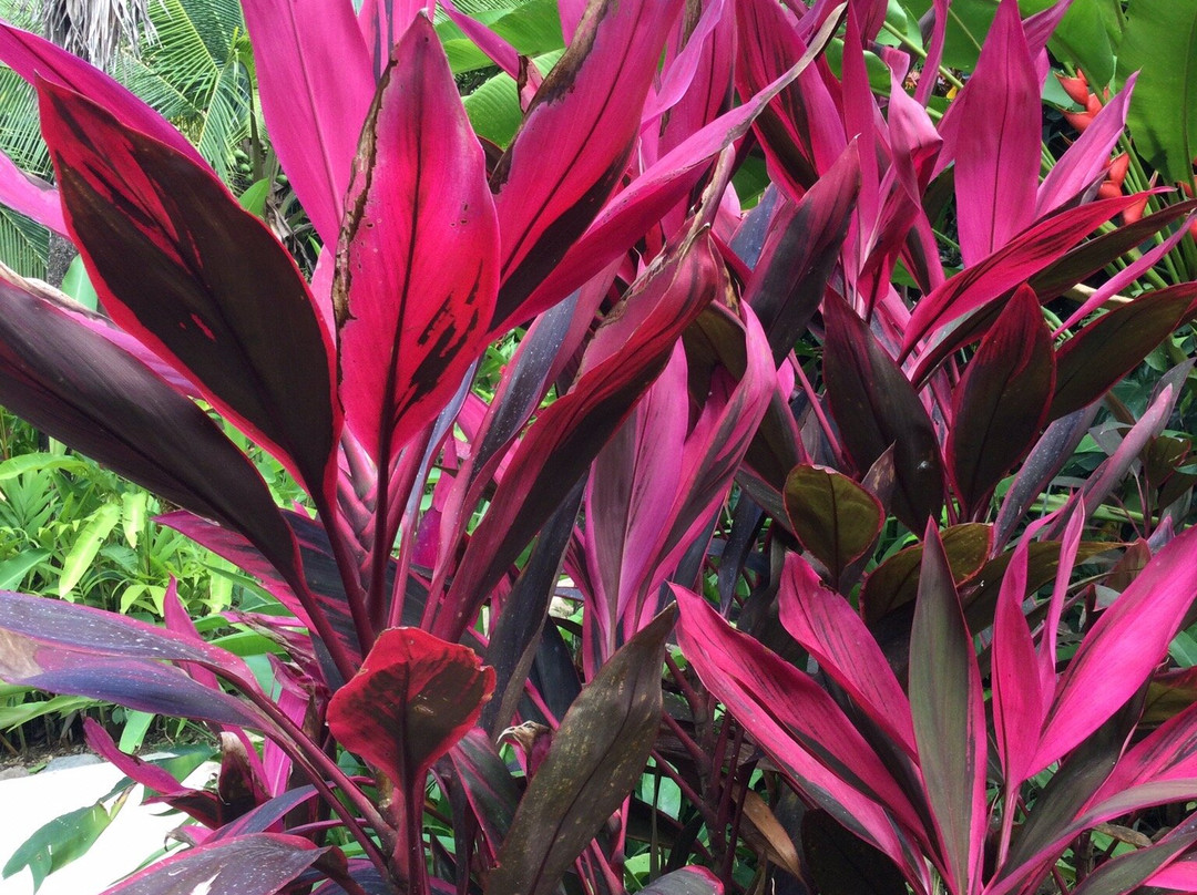 Flor de Paraiso