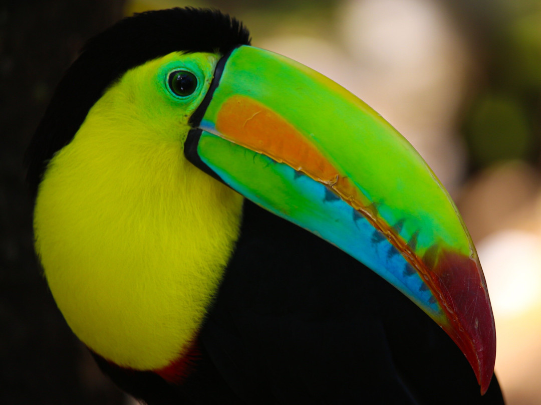 Wildlife Tours Costa Rica - Arenal-福德圣卡洛斯必去景点