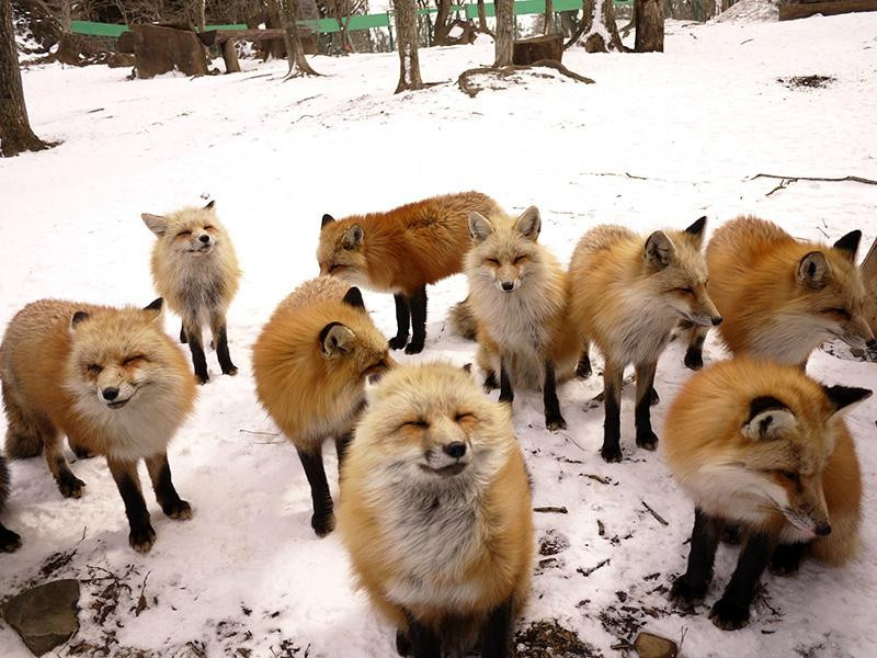 Miyagi Zao Fox Village-白石市必去景点