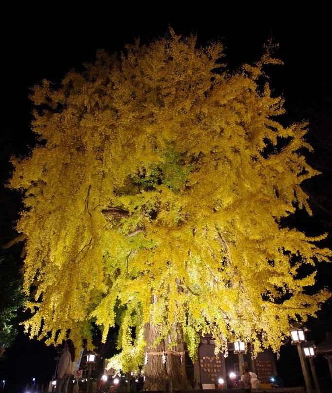 Imamiya Shrine-樱市必去景点